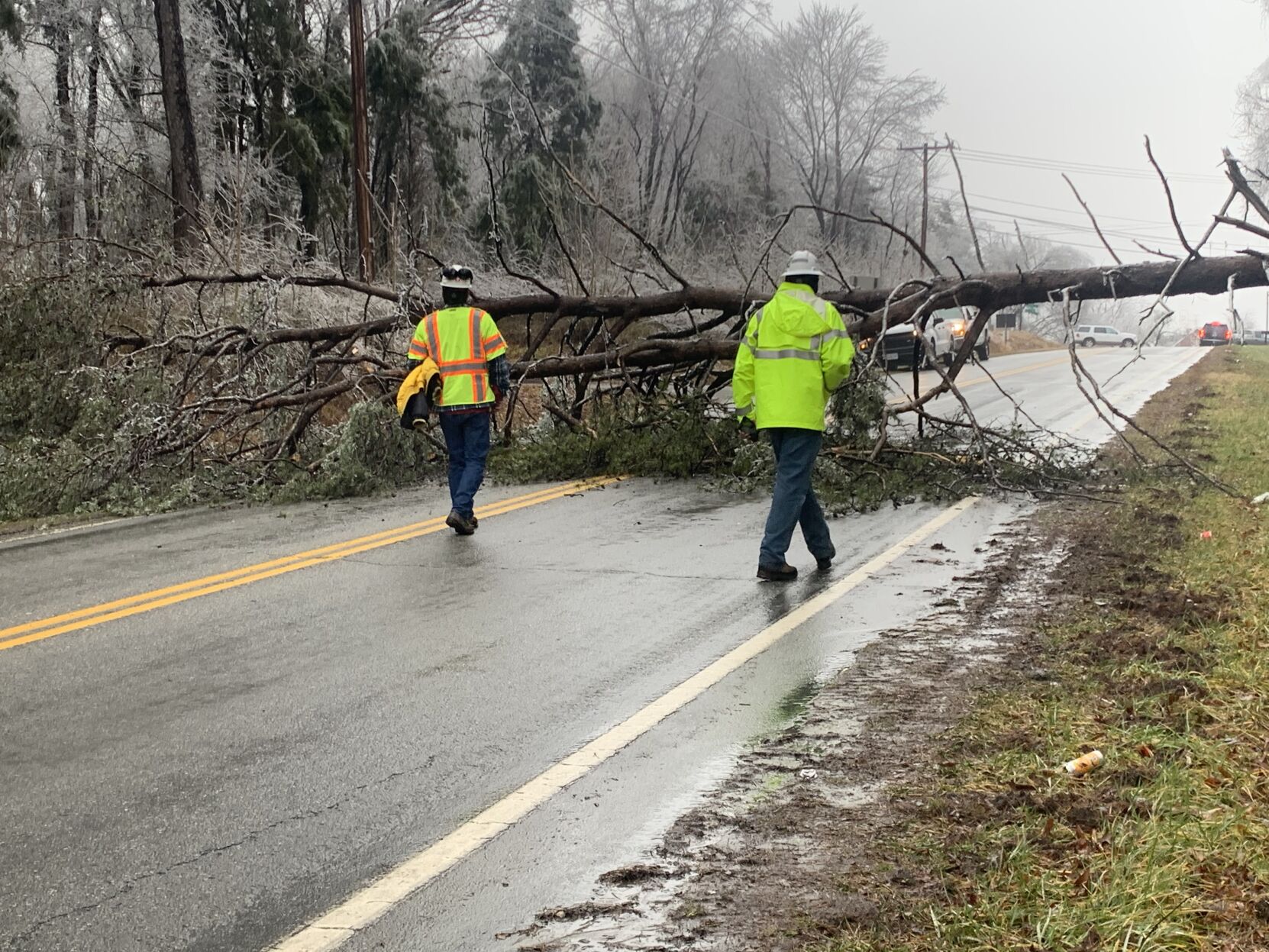 Tree near intersection on River Road near Sinai Road